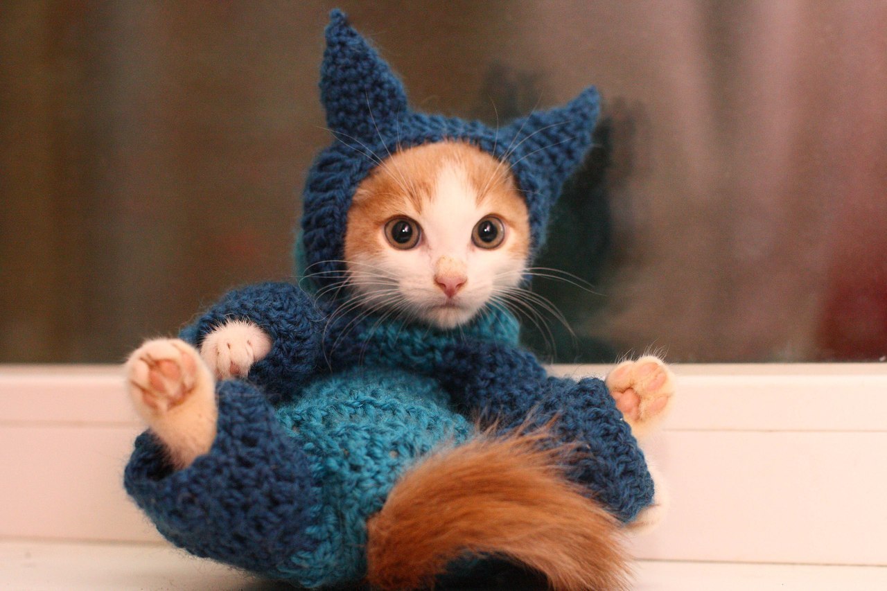 Кот в свитере