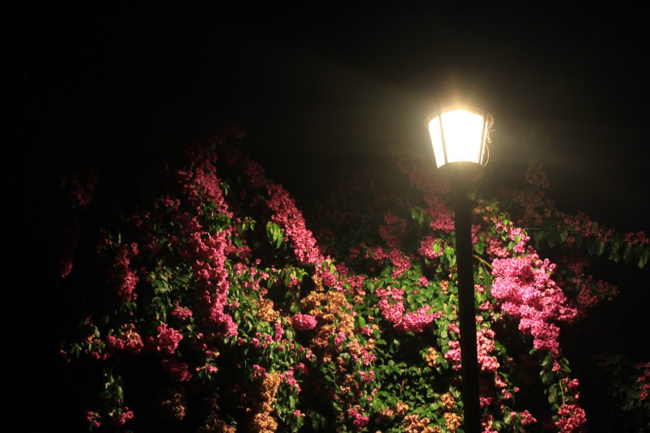 Цветочный сад ночью