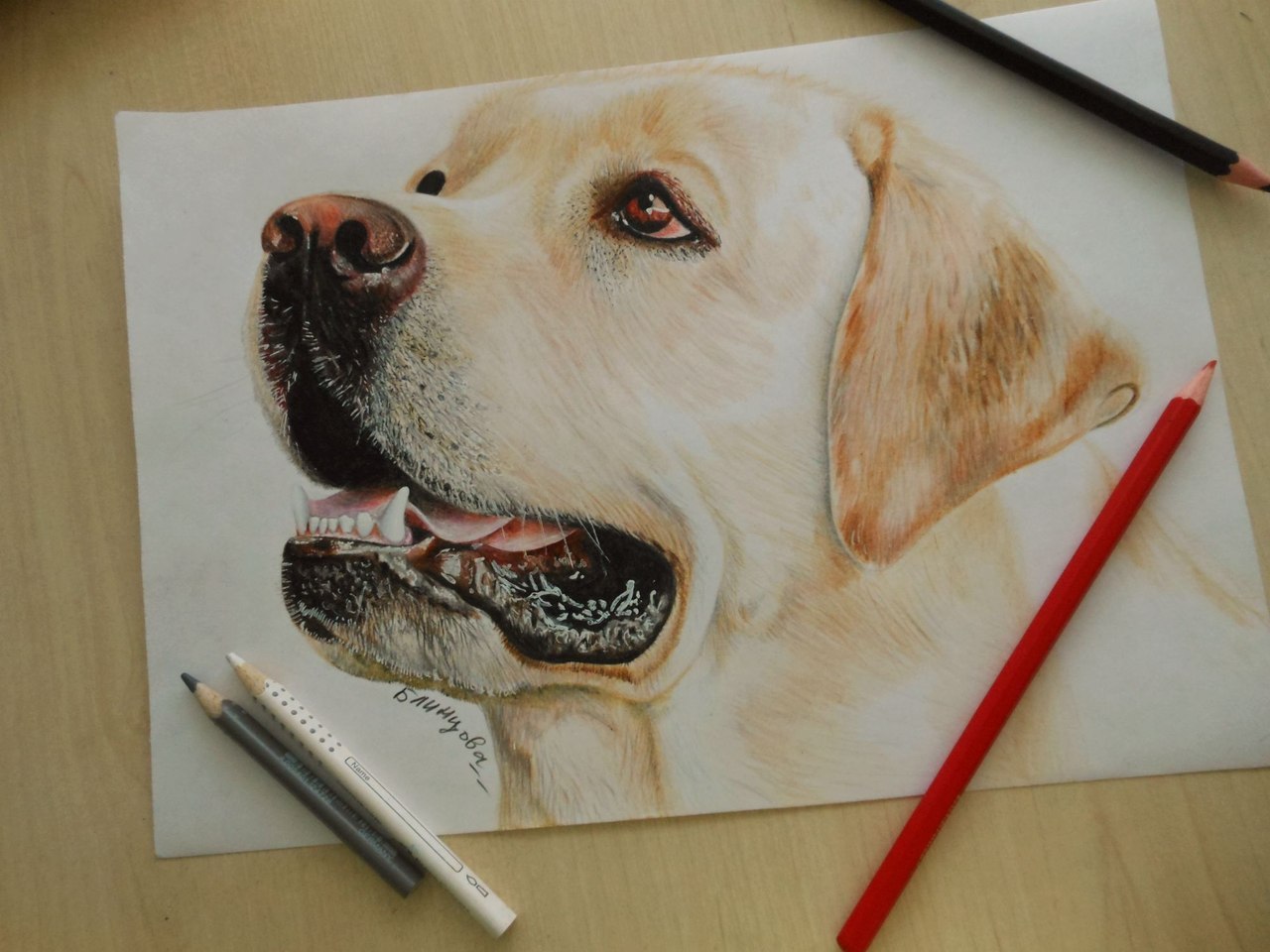 Рисуем собаку цветными карандашами