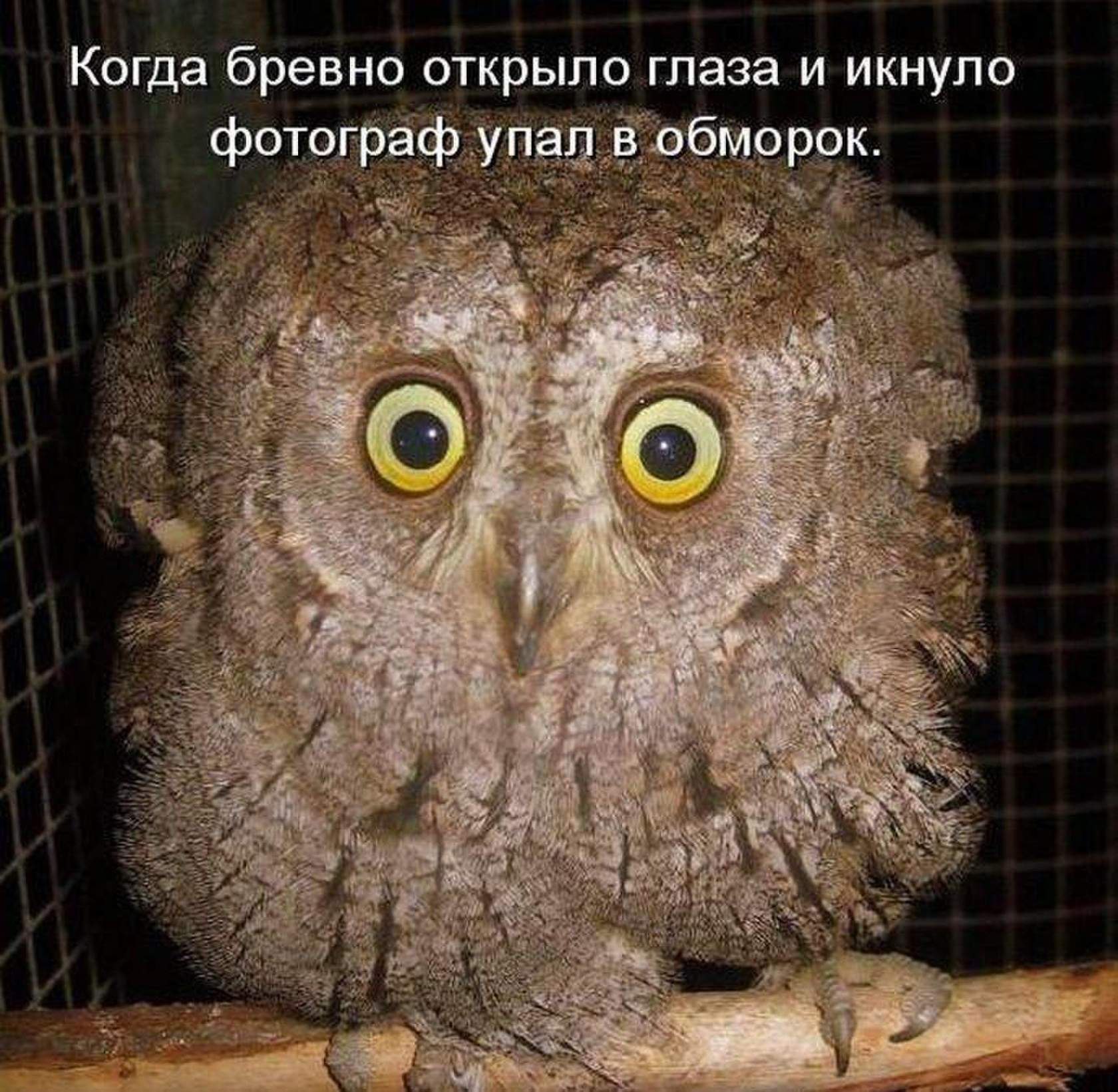 Трудоголик картинки прикольные