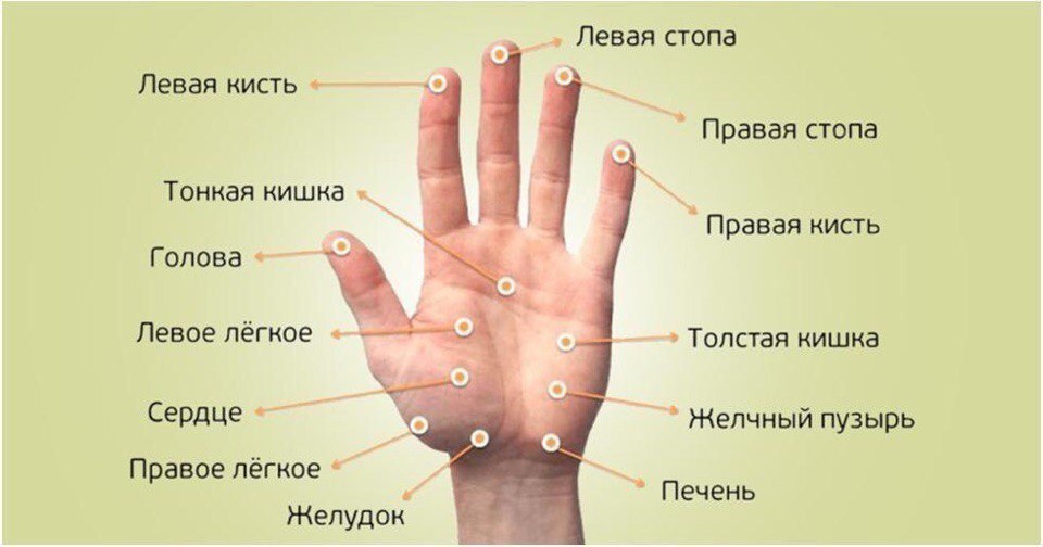 Точки Отвечающие За Внутренние Органы Фото Точки Отвечающие За Внутренние Органы Фото