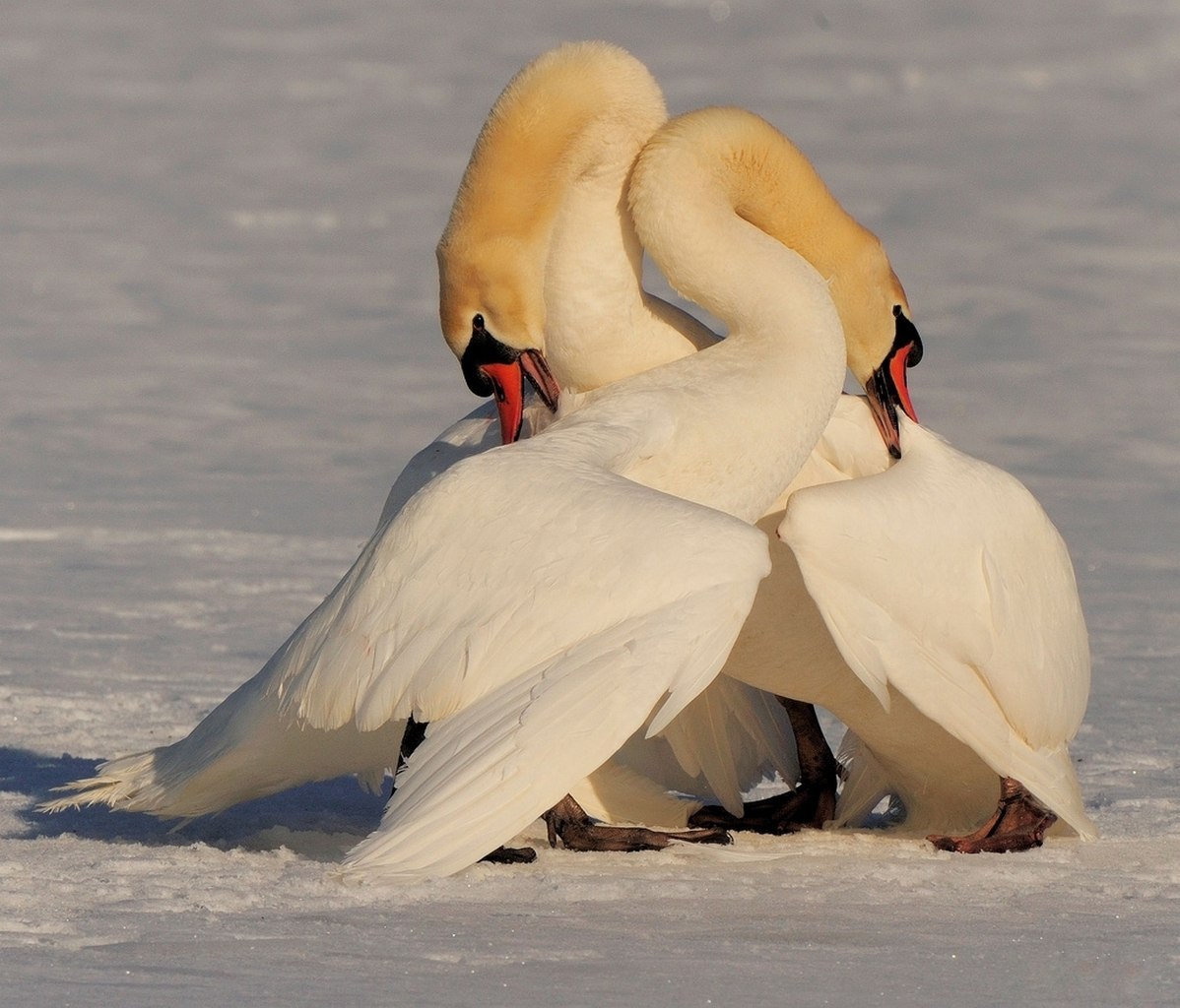 Лебеди обнимаются