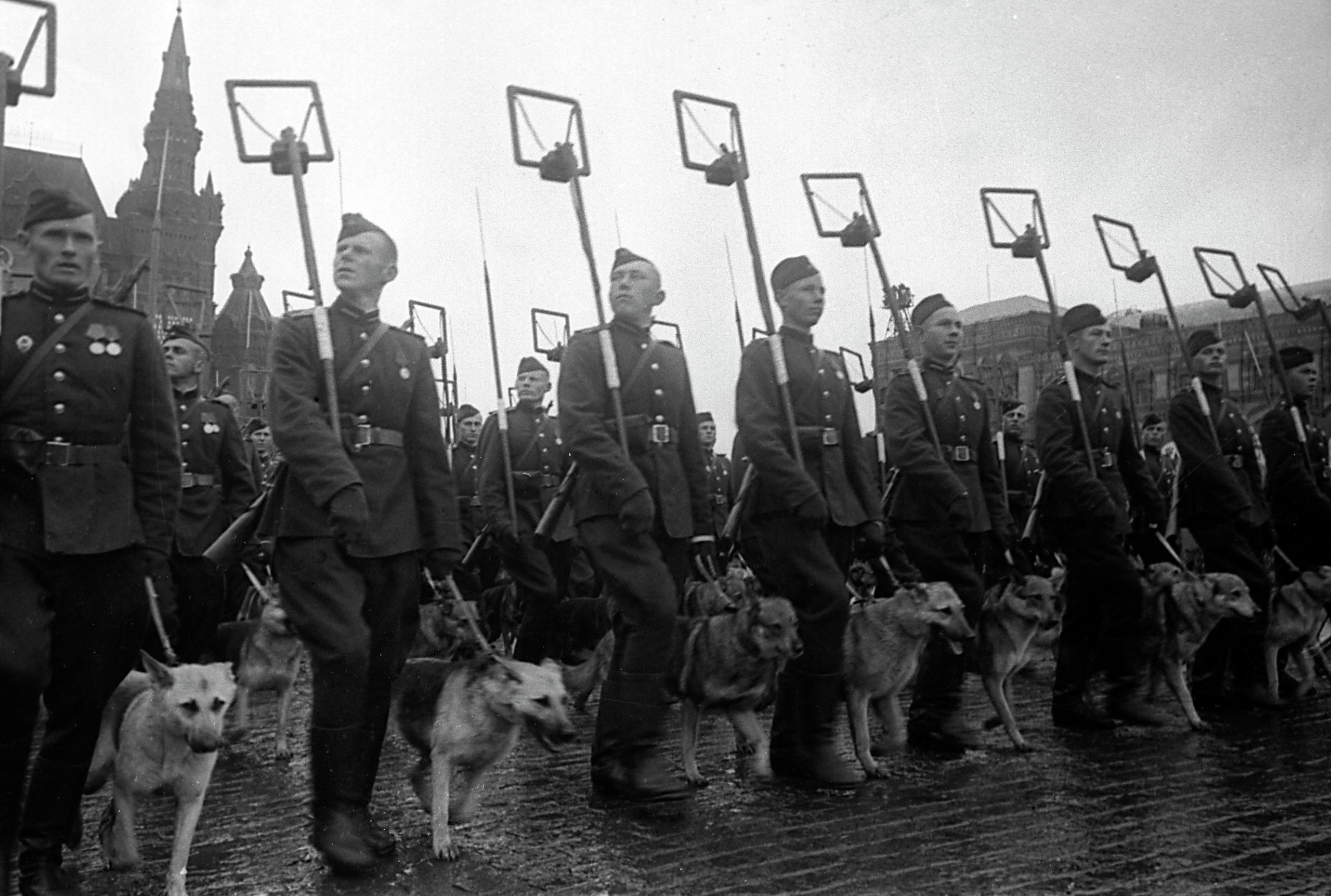 Парад Победы 1945 пес Джульбарс