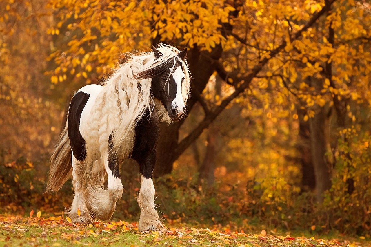 Лошади осенью