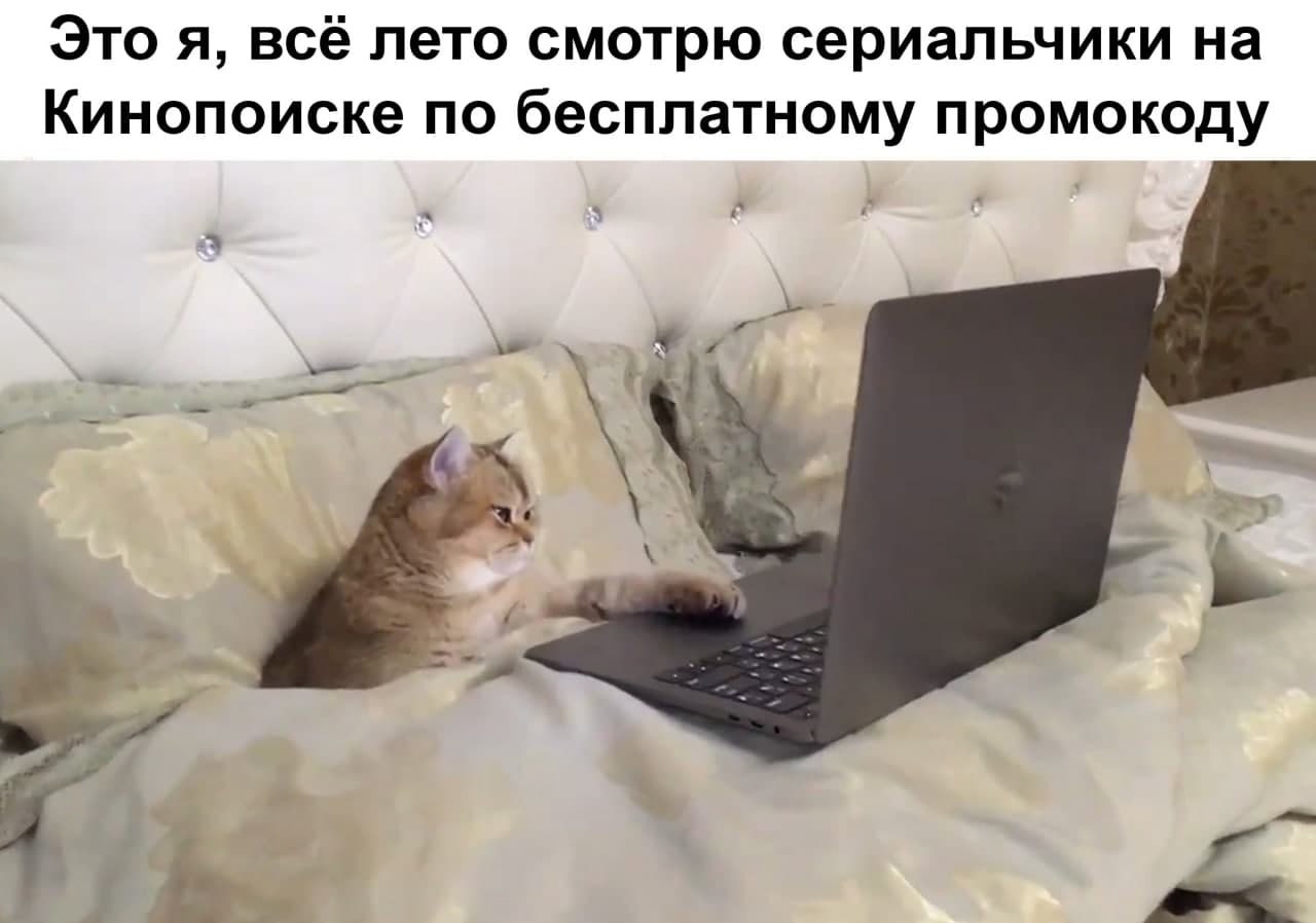 Кот с ноутом на кровати