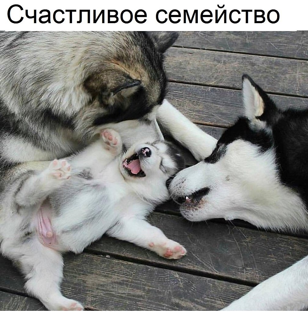 Мама собака и щенки