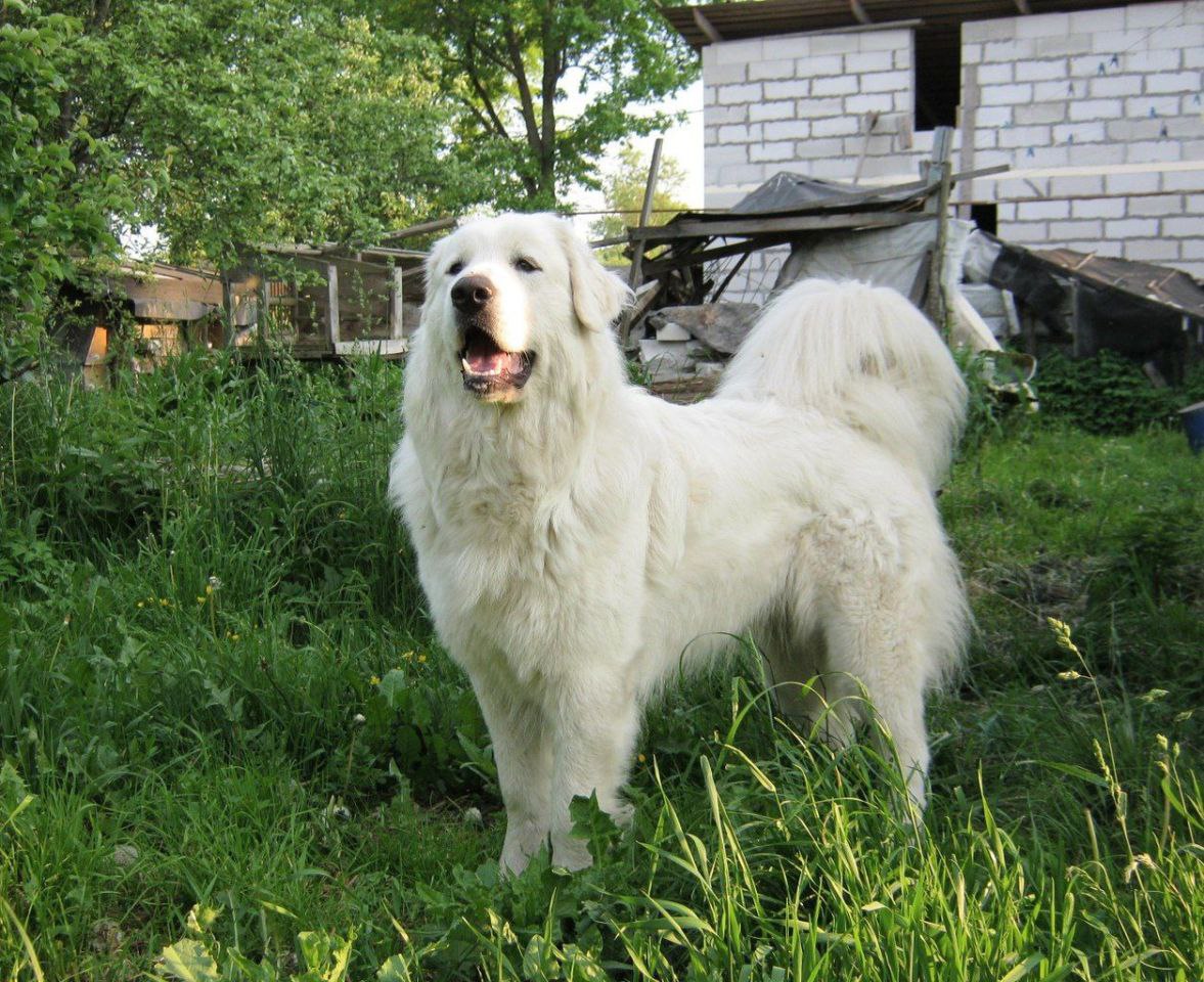 Голая Пиренейская собака