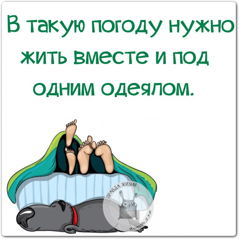 В такую погоду виски пледы и котов должны раздавать бесплатно картинки