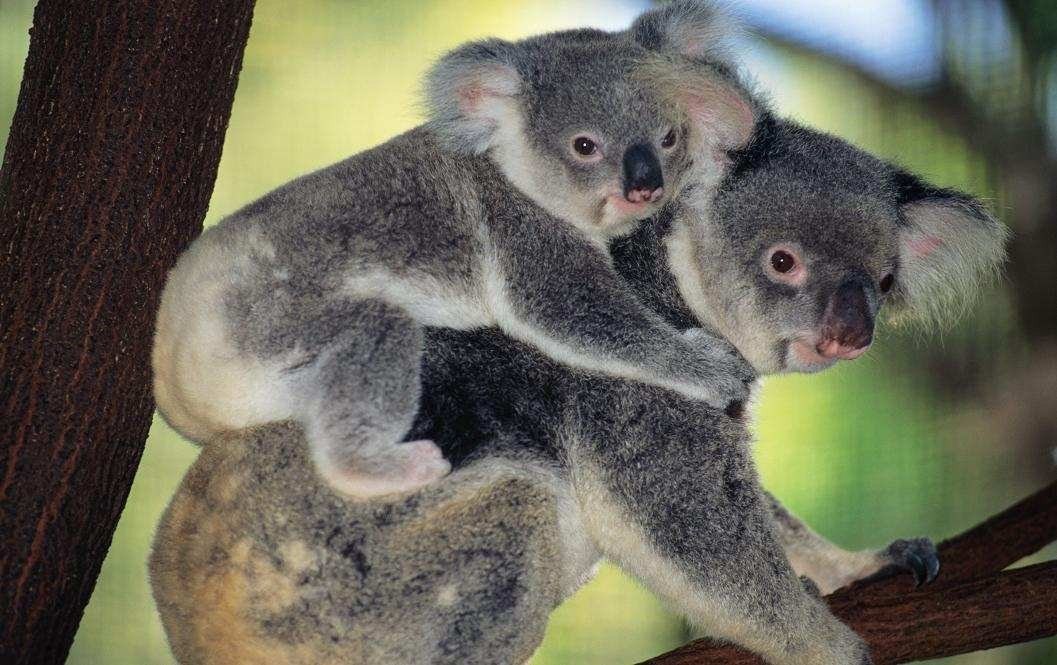 Koala Puffs Naked.
