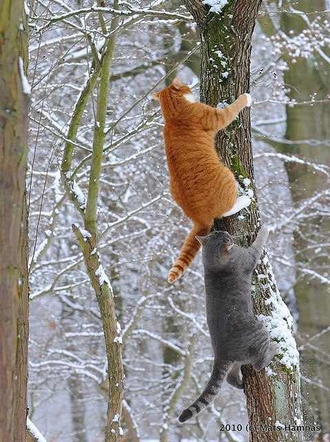Зимние приключения котиков - Котизм, №486275873 | Фотострана – cайт ...
