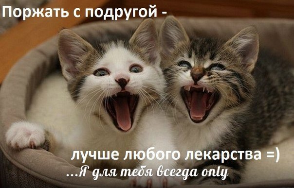 Добрым, картинки поржать с надписями подруге