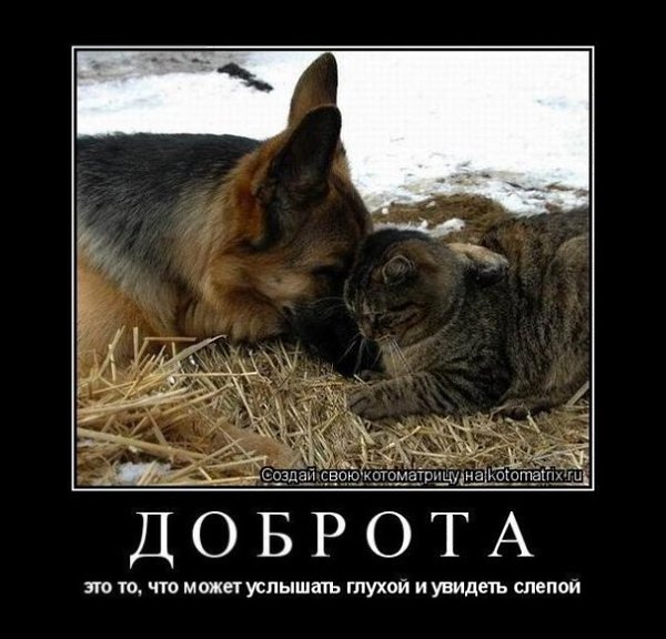 демотиватор о любви к животным сигареты