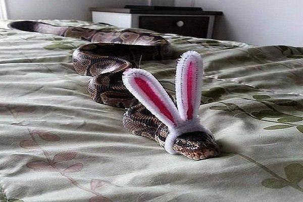 Вибратор на диване. Змея с заячьими ушами. Змея с ушками зайки. Змея с ушами зайца. Змея с ушами кролика.