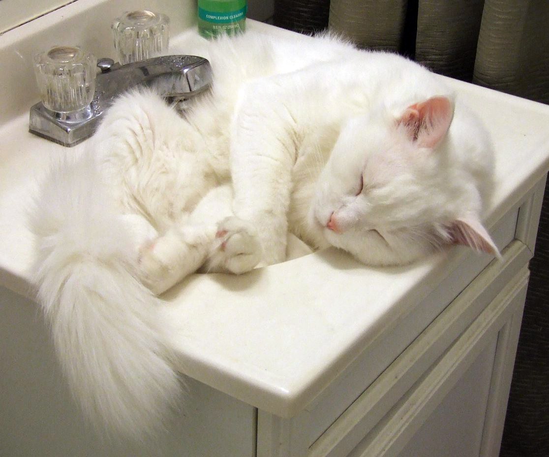 Белый кот в раковине
