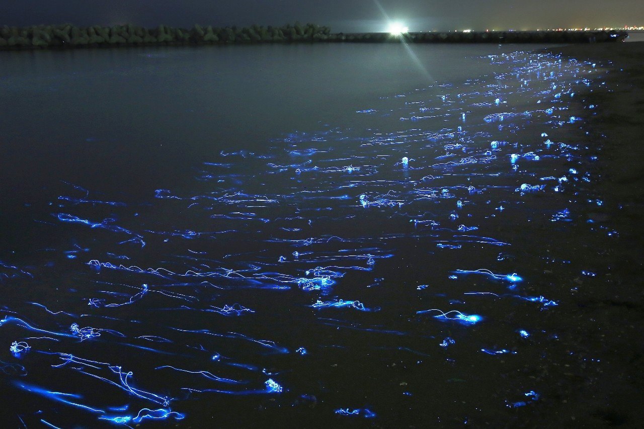 Светящиеся кальмары Хотару ика, Япония.