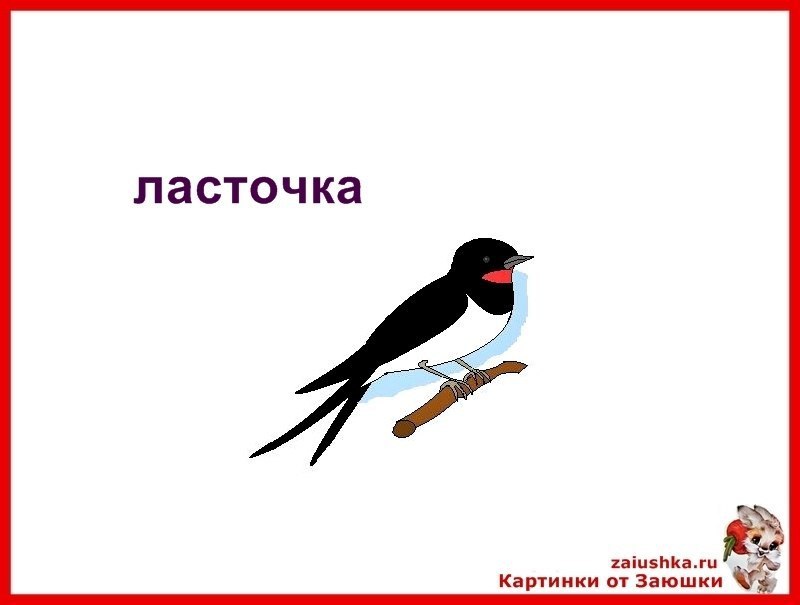 Соловей словарное слово или нет. Ласточка для дошкольников. Карточки для детского сада Ласточка. Ласточка для детей детского сада с названием. Лассточкакарточка для детей.