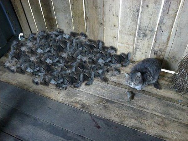 Которые, психанула картинки с надписями