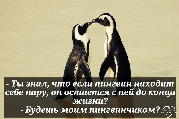 Картинка будешь моим пингвинчиком