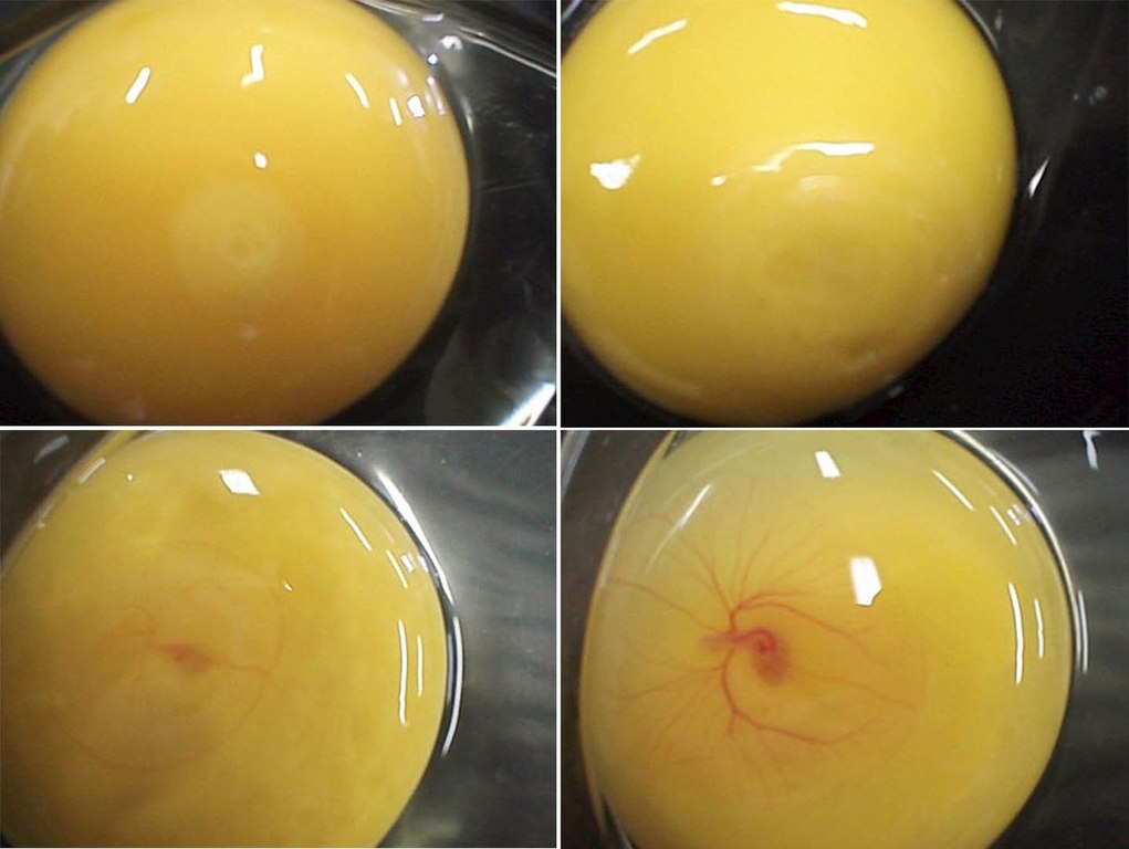Развитие в яйце по дням фото. Неоплодотворные яйцо овоскопирование. Яйцо оплодотворенное и неоплодотворенное.