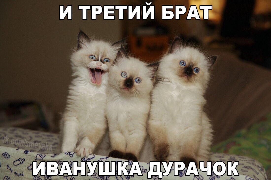 Кот дурачок