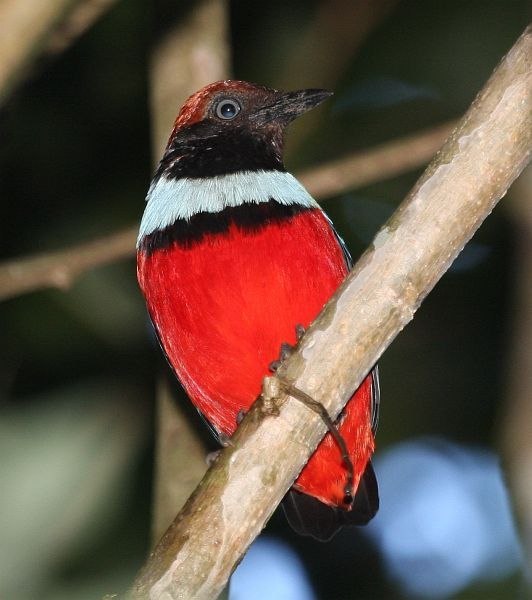 Erythropitta meeki