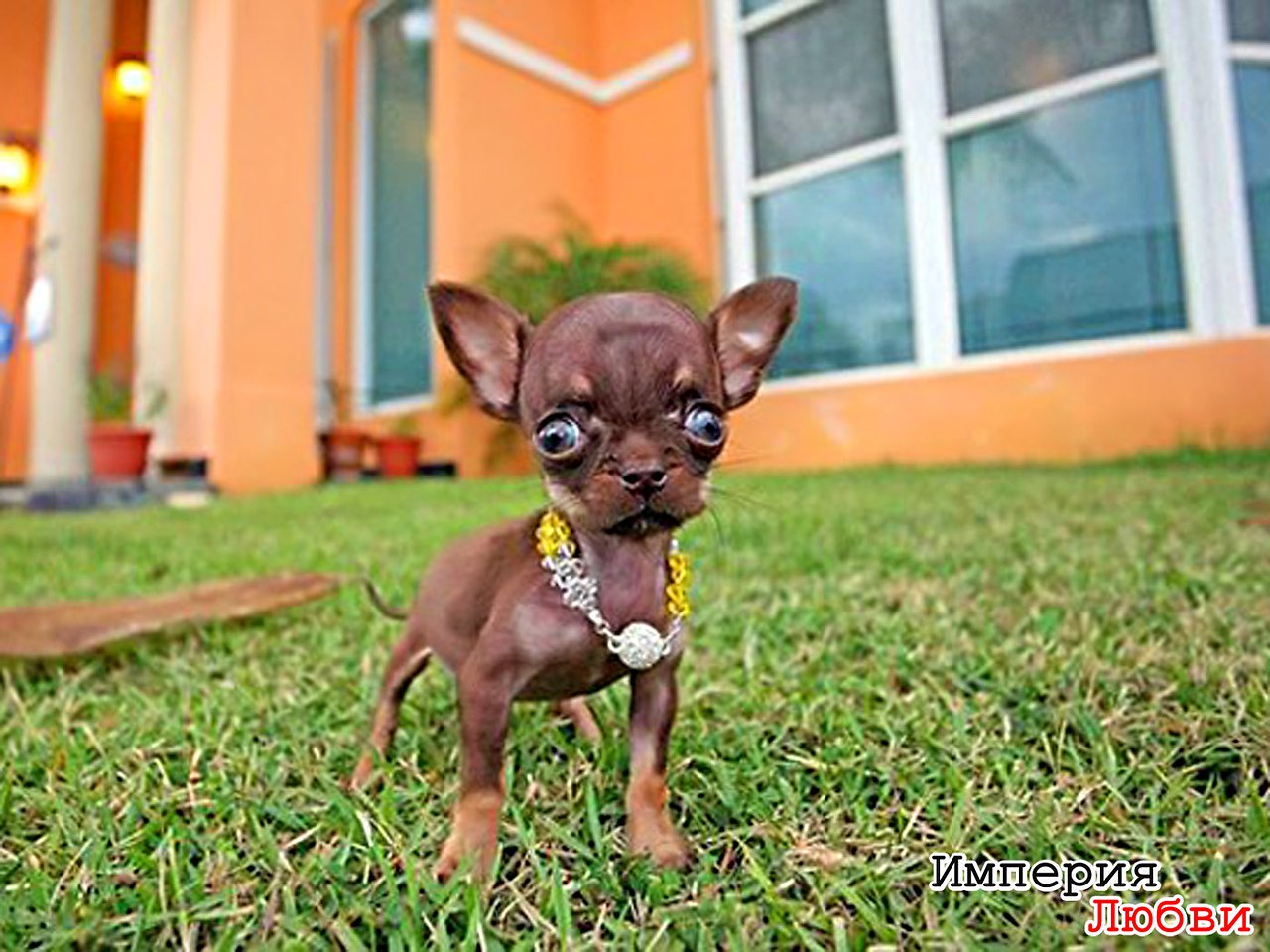 Какая порода самой маленькой собаки. Карликовый чихуахуа. Чихуахуа БУБУ. Чихуахуа Милли. Шишколобые Гнидодавы.