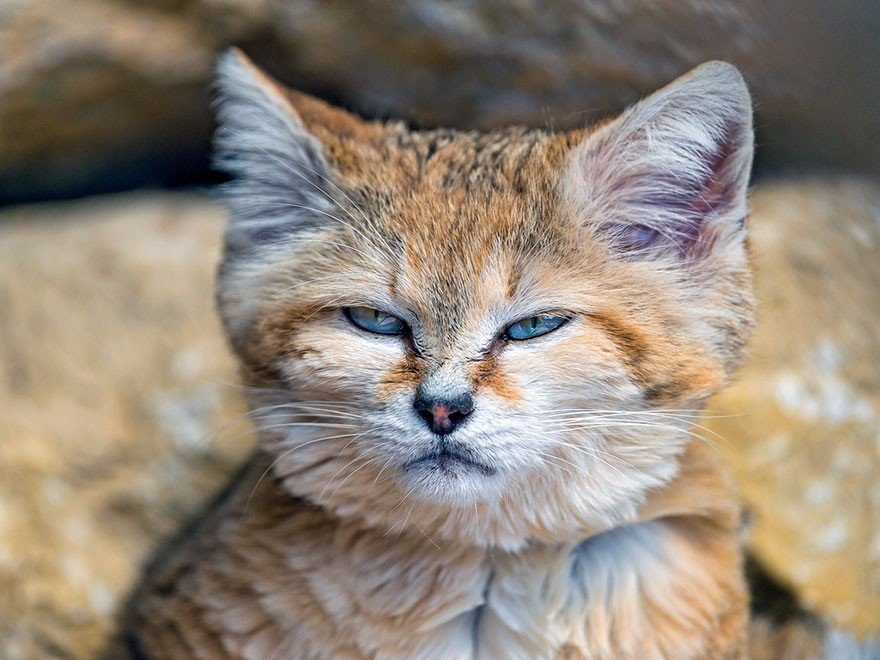 Арабская Кошка Фото