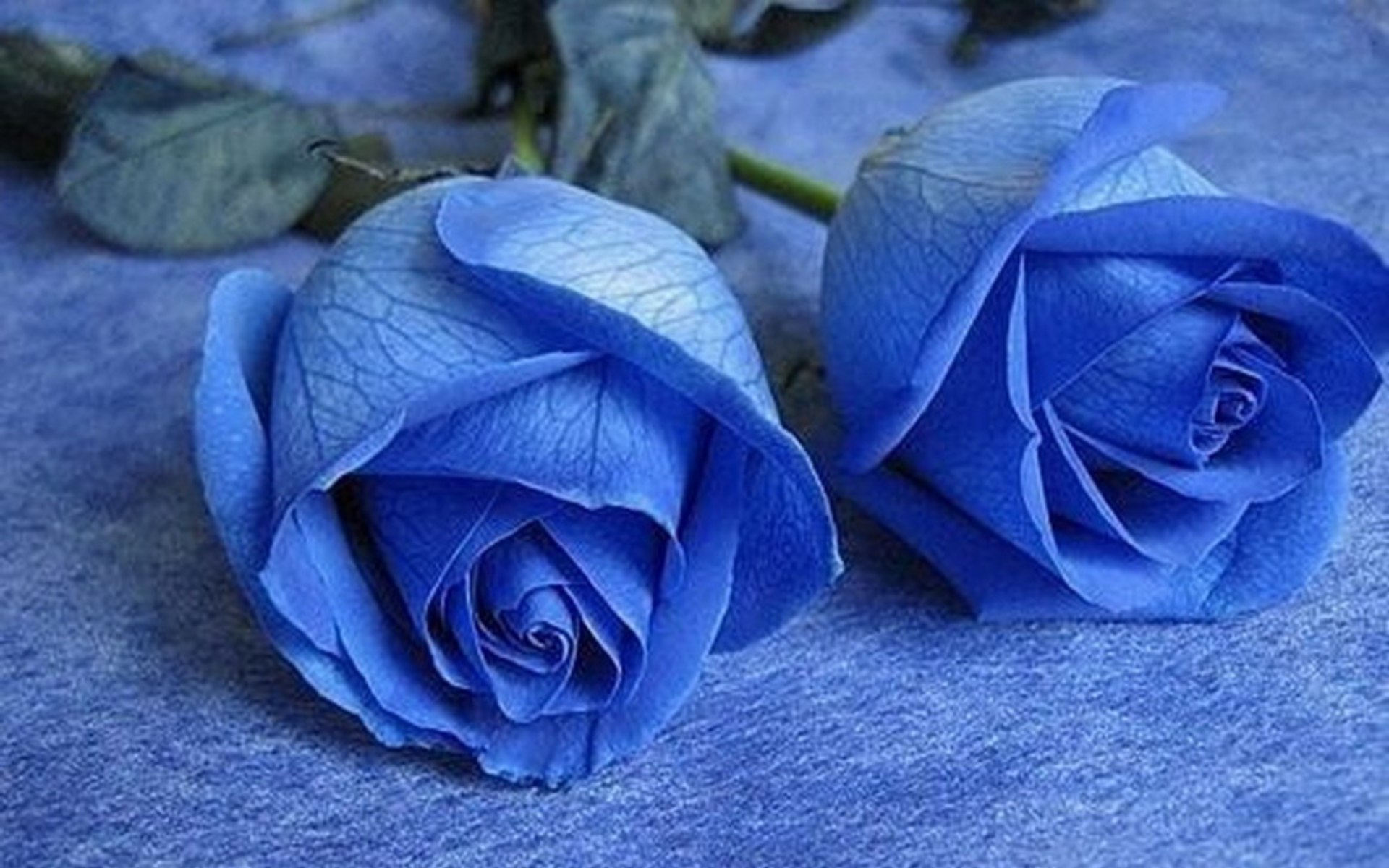 Пастельные синие розы