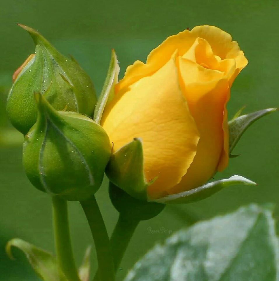 Желтые розы с добрым утром