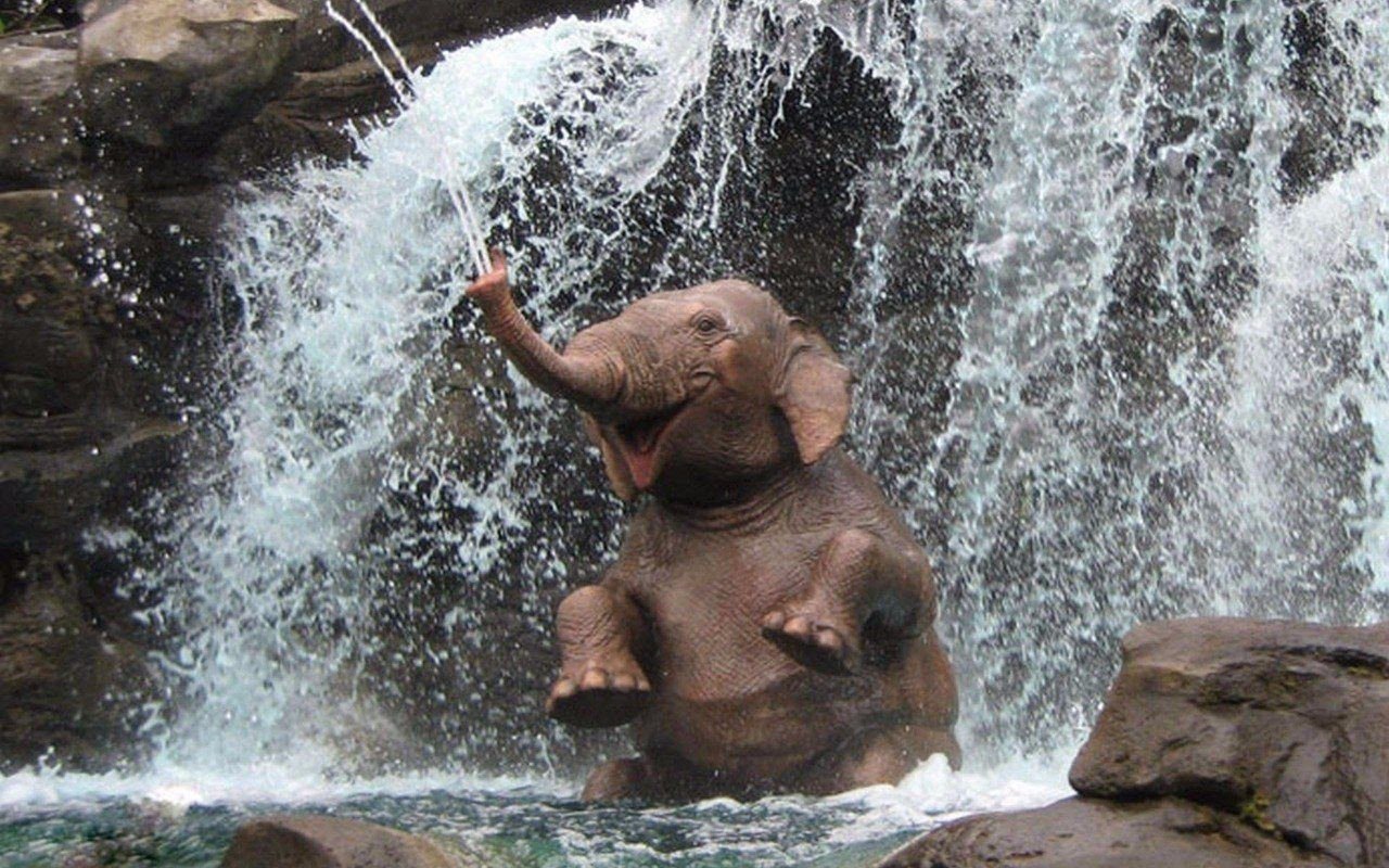 Слон купается в водопаде