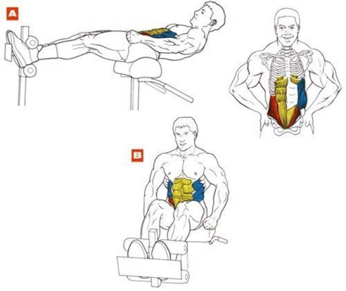 Мышцы брюшного пресса фото
