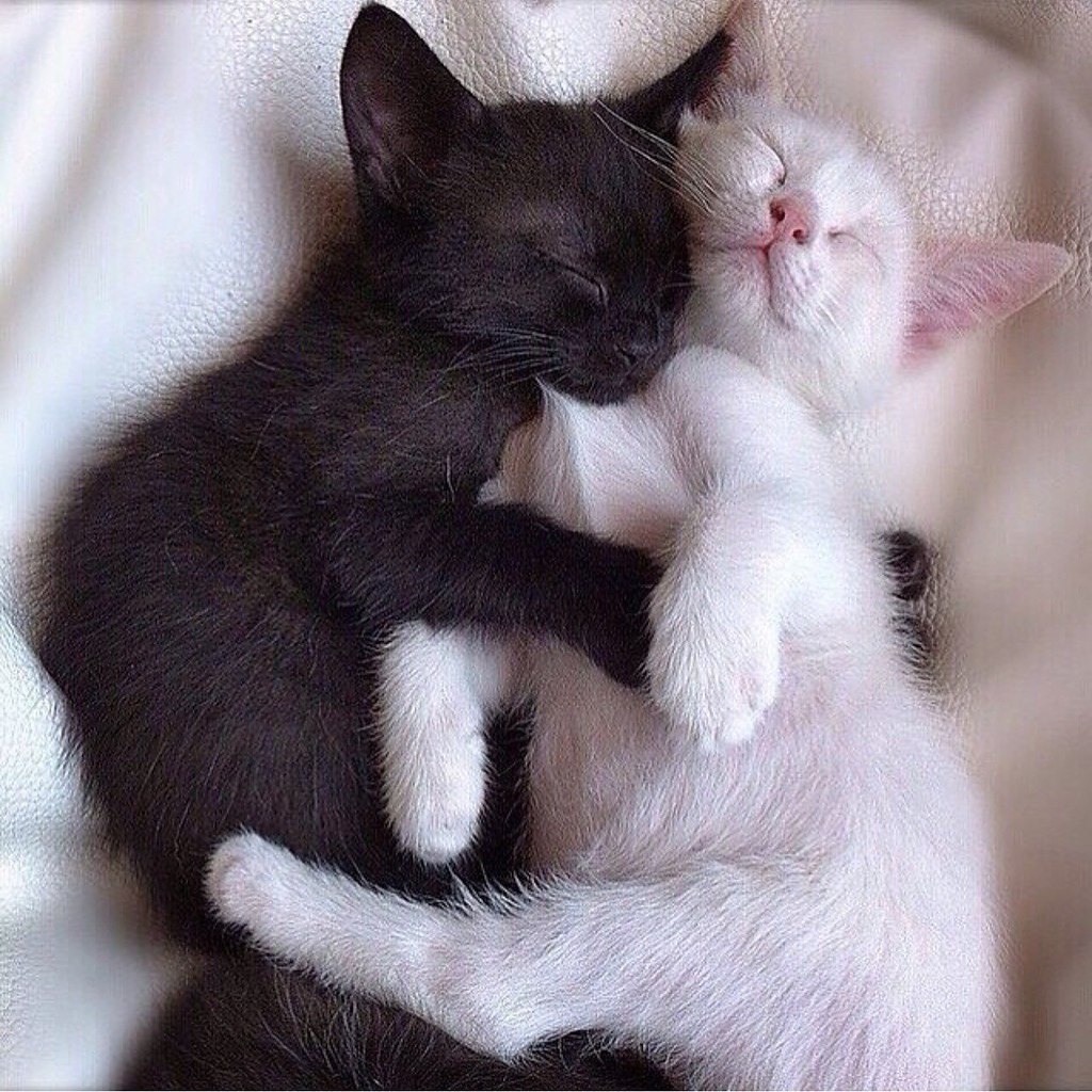 Котик обнимает