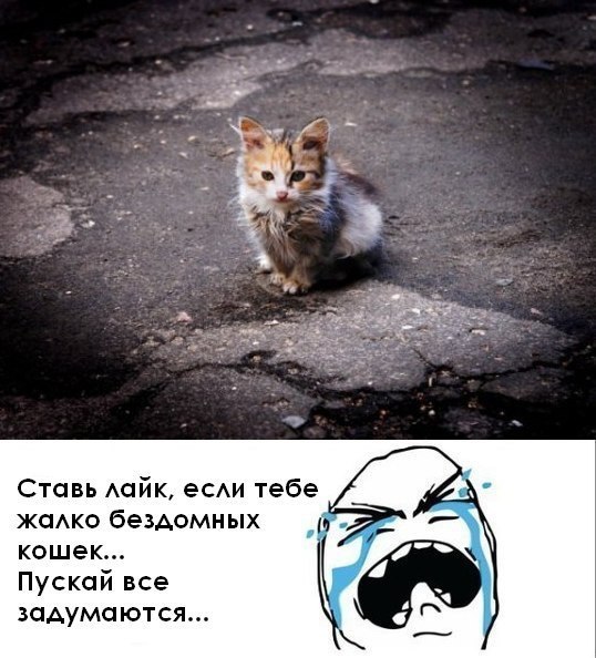 Ставлю лайк прикольные картинки