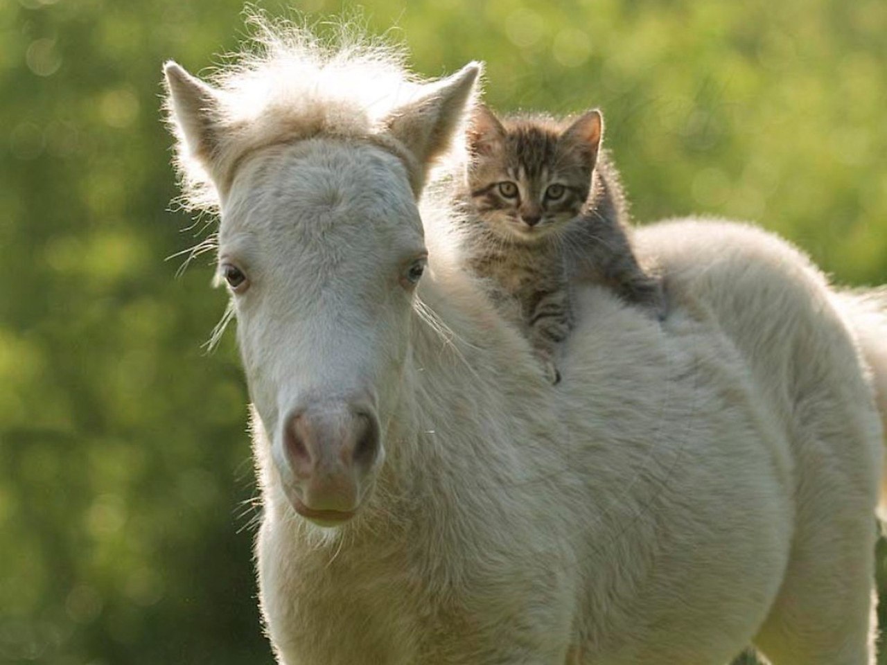 Лошадь и кот