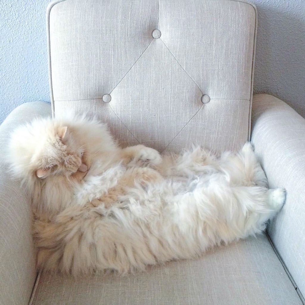 Толстый пушистый белый кот