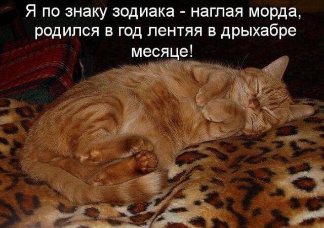 Котики картинки надписи