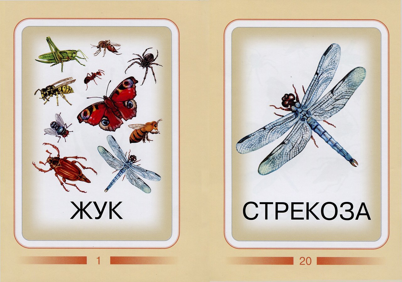 Карточки насекомые для детей в детском саду