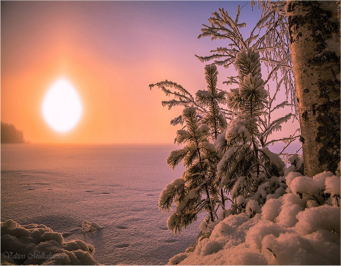 Ели, освещенные солнцем зима