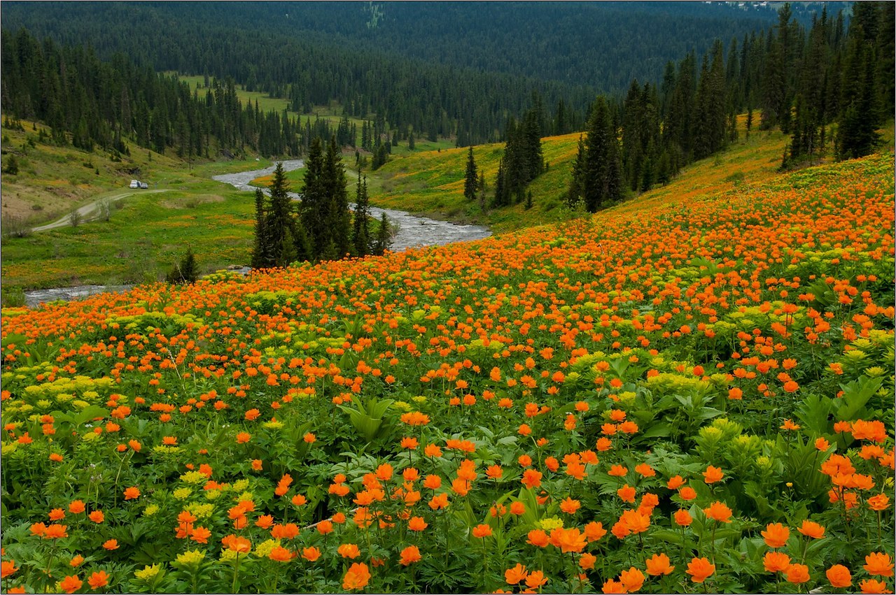 Красота природы края. Купальница Горная Шория. Горный Алтай купальница. Горная Шория огоньки. Жарки горной Шории.