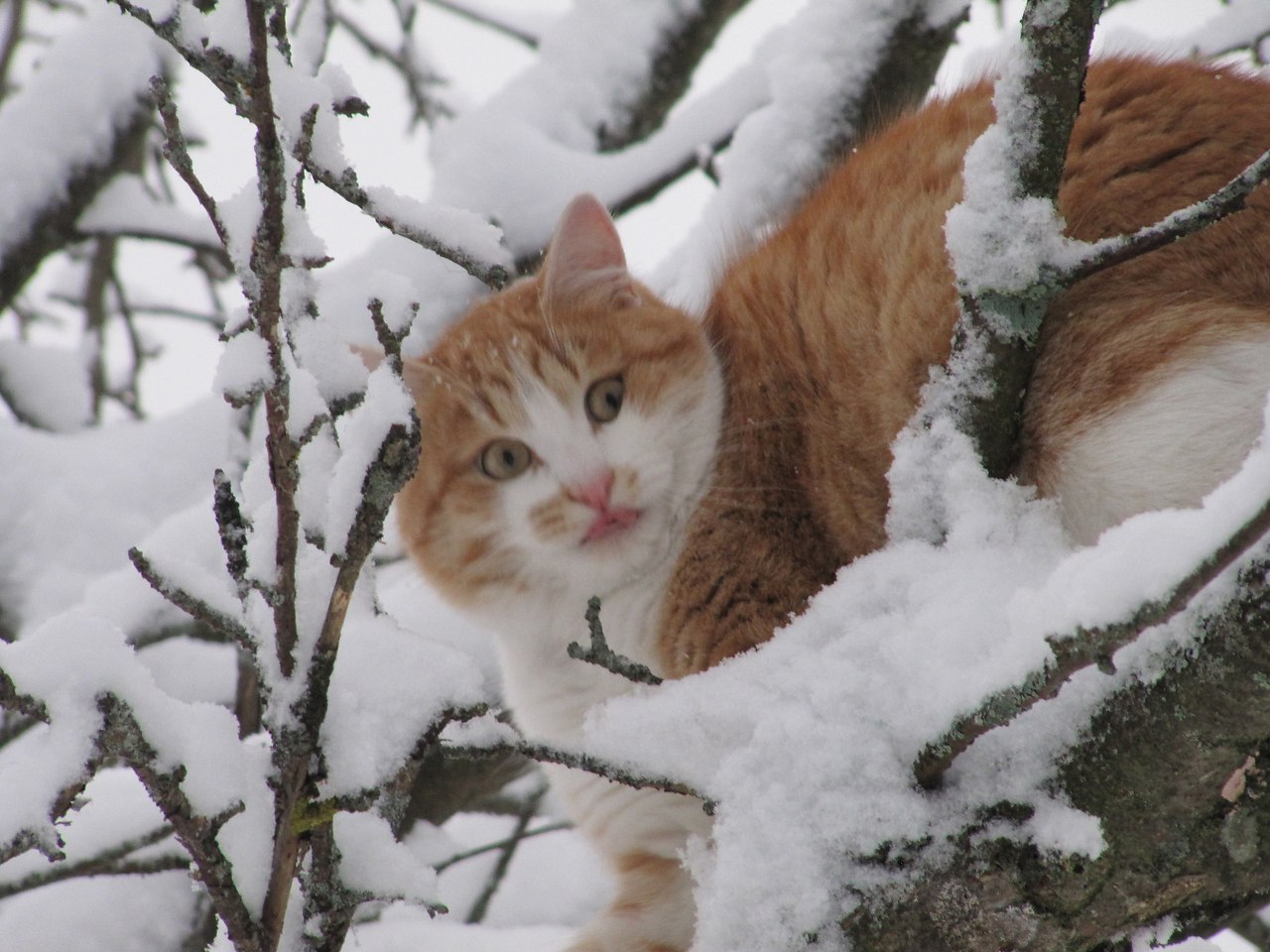 Деревенский кот зимой