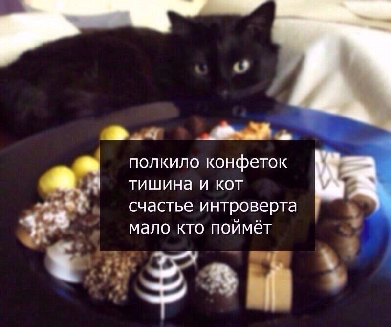Интроверт демотиваторы. Интроверт мем. Афоризмы про интровертов. Интровертов. Кот на счастье.