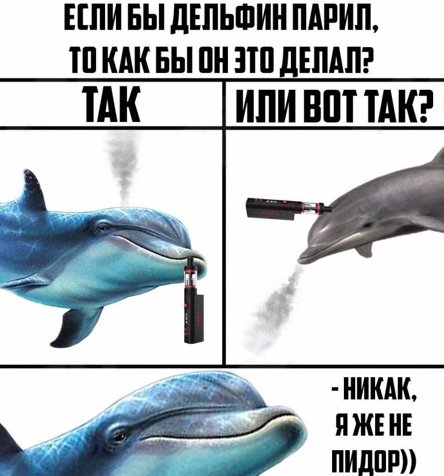Дельфины приколы