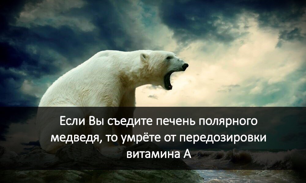 Медвежья печень. Печень полярного медведя. Печень белого медведя. Витамин а в печени белого медведя. Печень медведя ядовита.