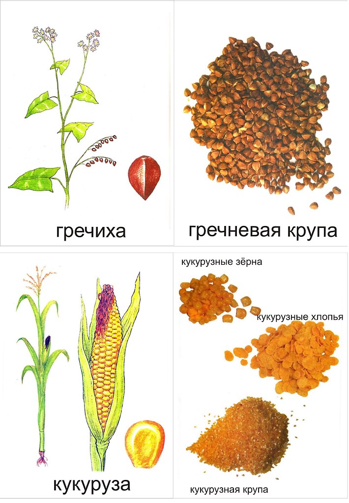 Картинка злаки для детей