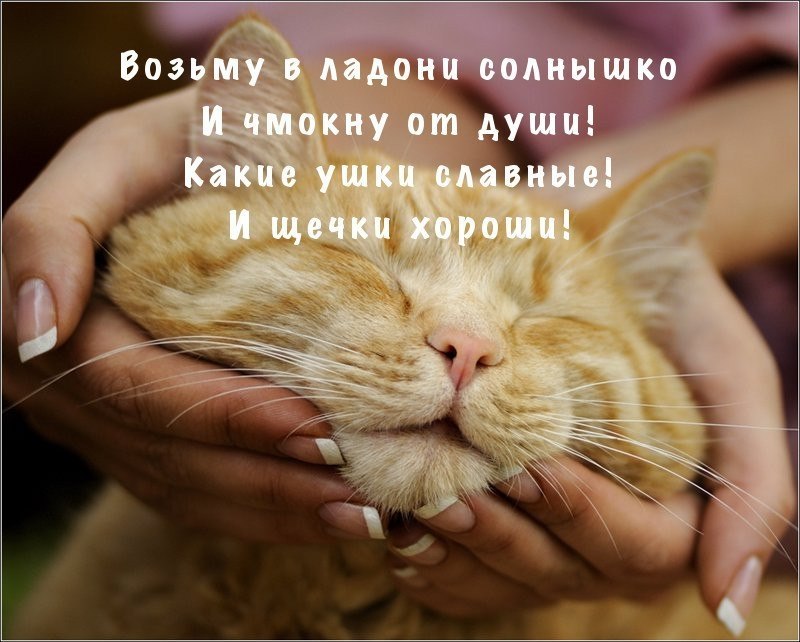 Ладошки нежные кошки. Рыжий кот на руках. Потискать кота. Рыжий котенок тискают. Кота за щечки.