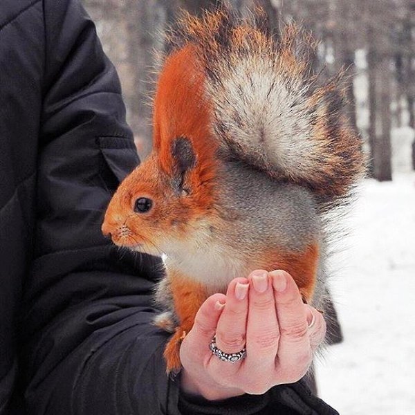 Как сделать прическу белочку