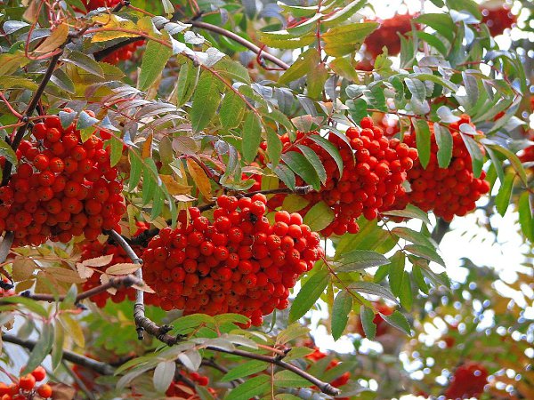 Осенние Мотивы Фото