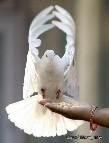 Живите так, чтобы в глазах была Радость, в сердце — Любовь, на душе — Покой, за спиной — Крылья!