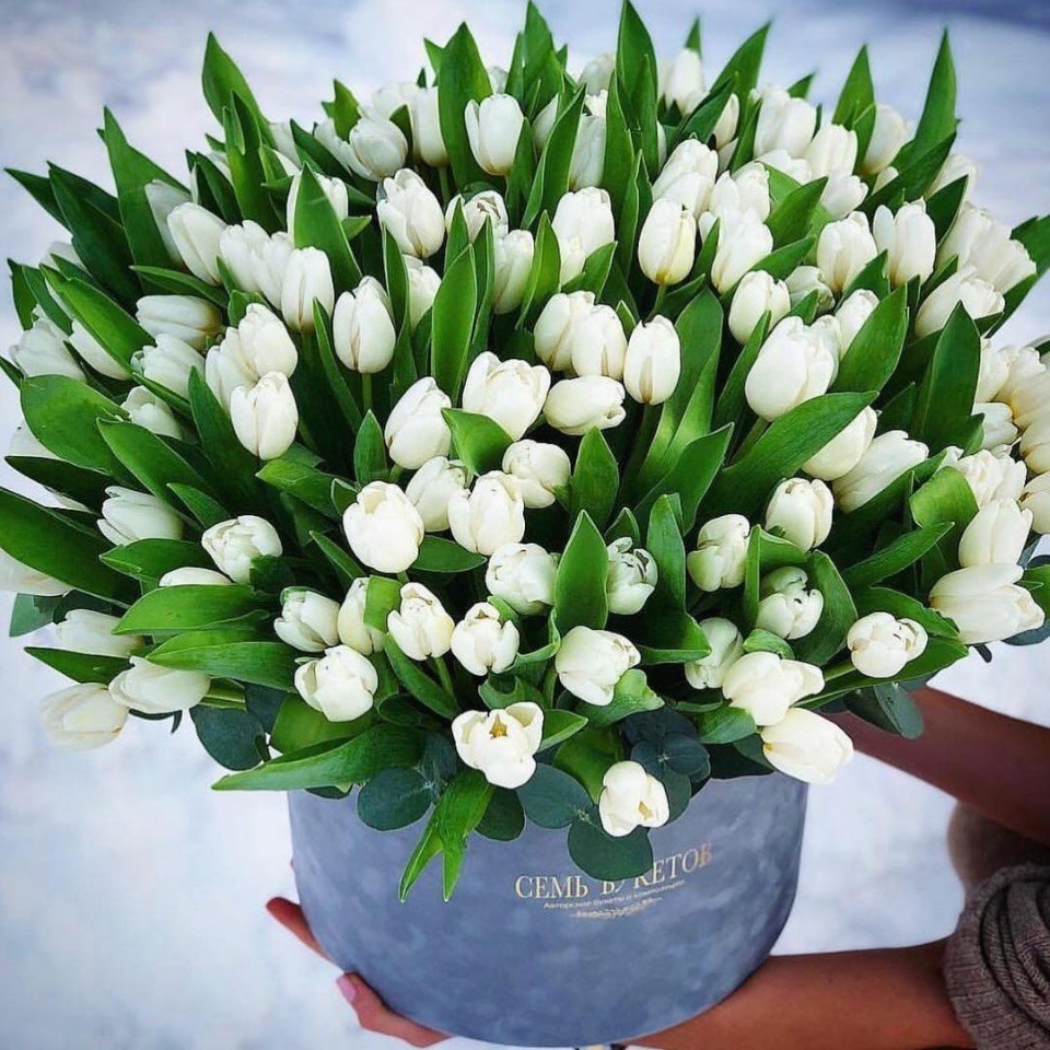 50 Белых тюльпанов
