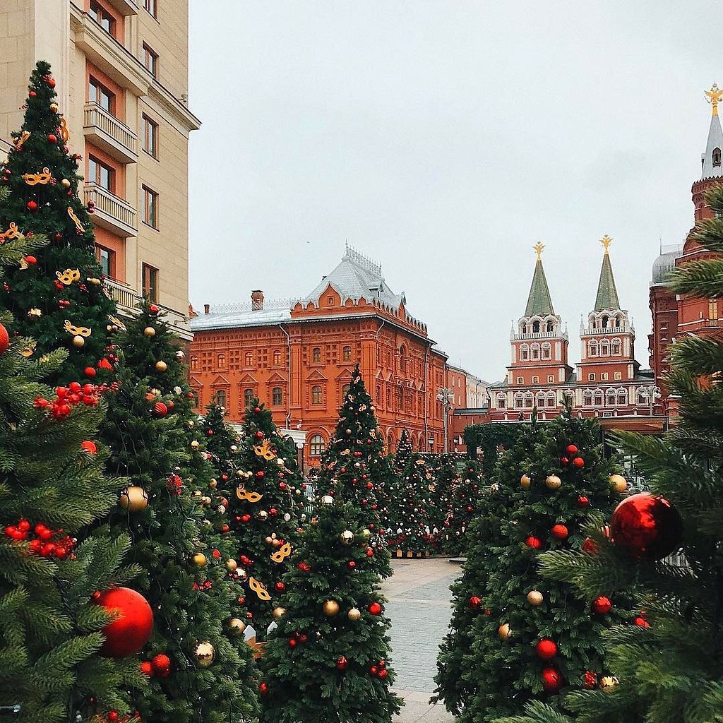 Ель московская фото